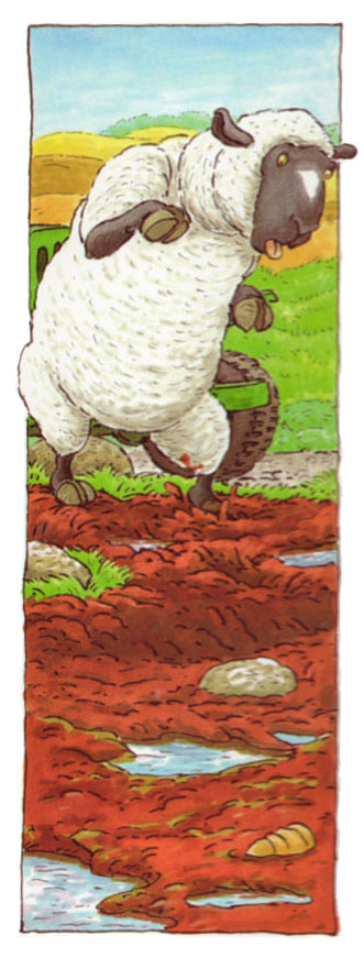 DIT Sheep in Mud